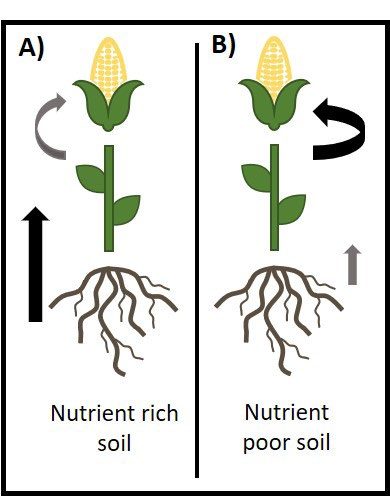 Two graphics of corn stalks, one with nutrient-rich soil, the other with nutrient-poor soil. 