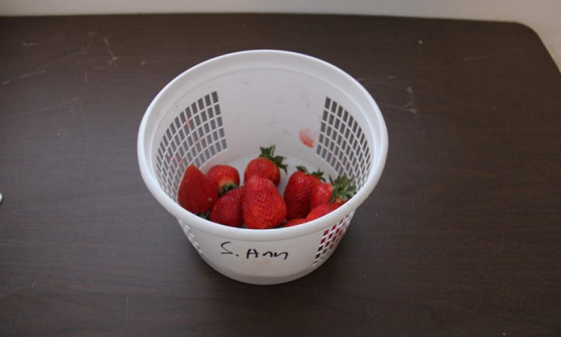 ‘Sweet Ann’ marketable strawberry fruits.