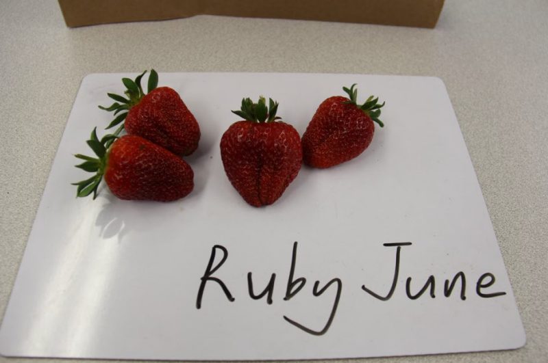 'Ruby June' marketable strawberry fruits.