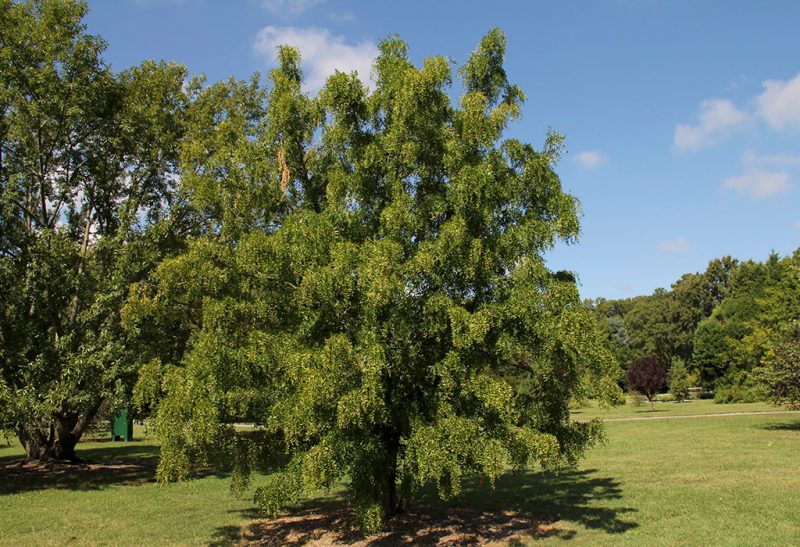 A full, lush tree with low branches nearly touching the ground in an area with grass and other trees in the background.