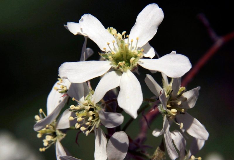 A six-petaled blossom with a yellow stamen on the end of a tree branch.