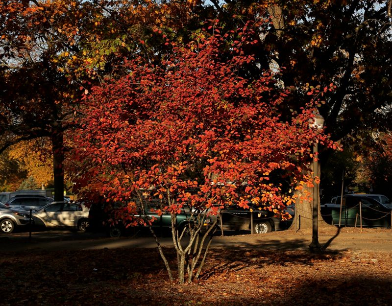 A multi-stemmed medium-sized tree with brilliant orange leaves.