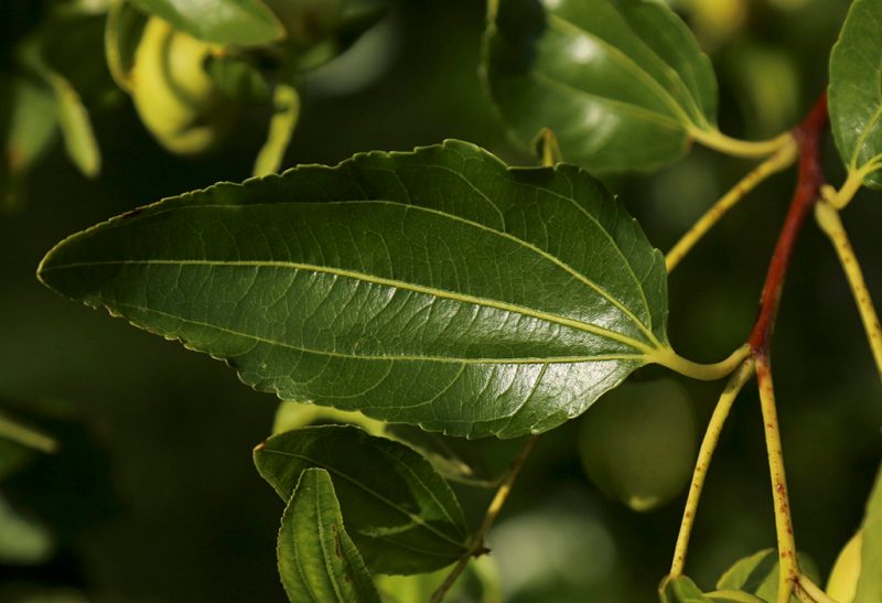 Close-up of a spear-shaped leaf on a tree branch.