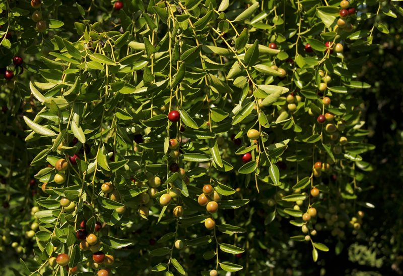 Lush branches drooping over with dozens of round jujuba fruits in varying stages of ripeness.