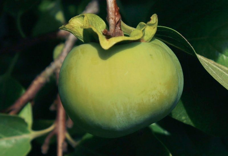 Green persimmon fruit at end of branch with large lobed leaf-like cap on top.