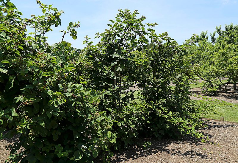 A tall and wide blackberry shrub with green foliage.