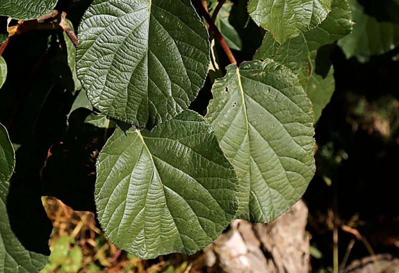 Close-up of a cluster of rounded green leaves with deep veining.