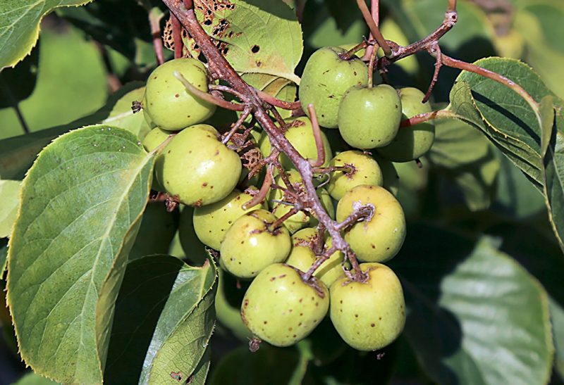 Close-up of a cluster of green kiwi fruits with small brown spots.