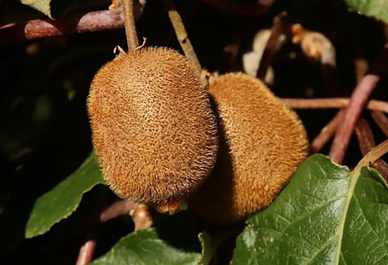 A robust vine draped on a grapevine-like trellis with large green leaves and laden with brown kiwi fruits.