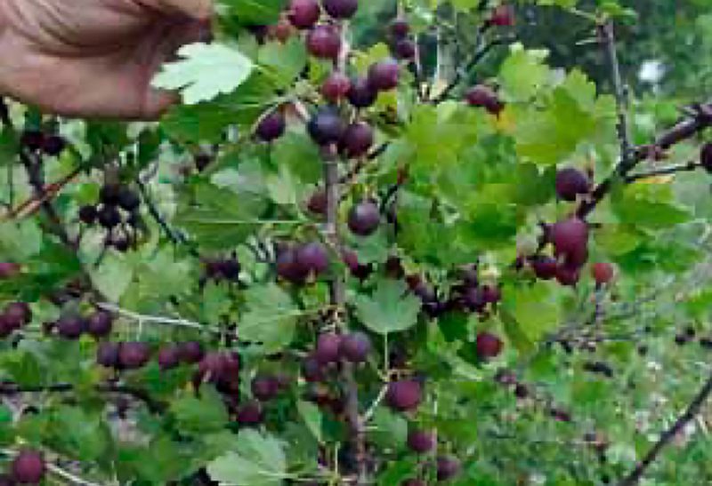 Close-up of an upright gooseberry branch with green foliage and round grape-like fruits.