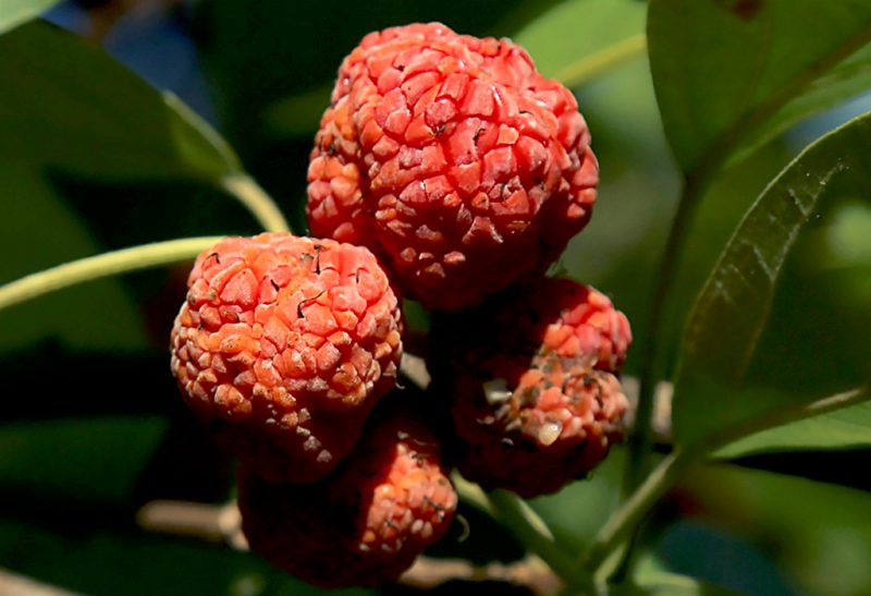 Red, ripened che fruits ready for picking.