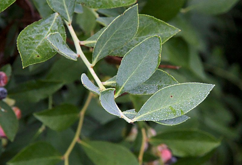 Close-up of green blueberry leaves with a slight soft blue tinge and some dew on several leaves.