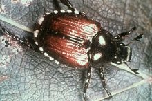 brown shiny beetle with white dots around base of body siting on gray leaf.