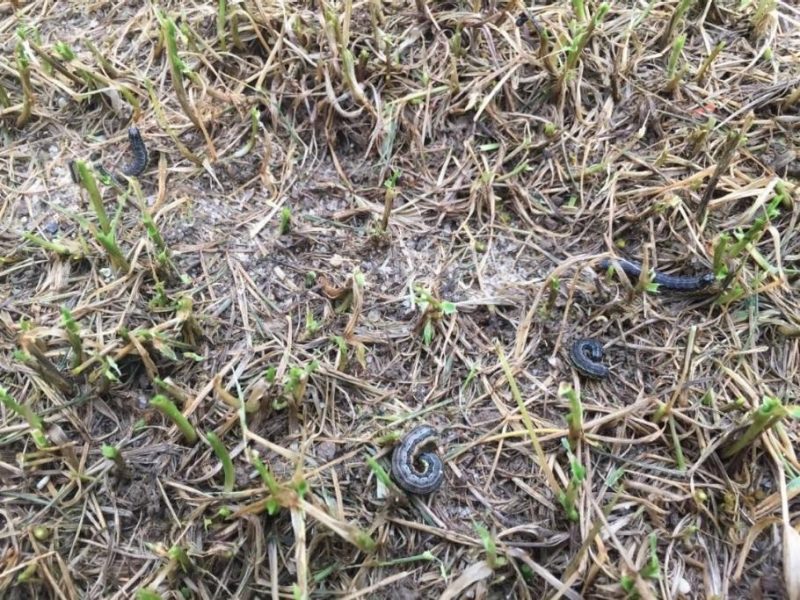 Fall armyworms have defoliated a tall fescue lawn.