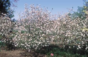 Burkwood Viburnum shrubs with its white flower.