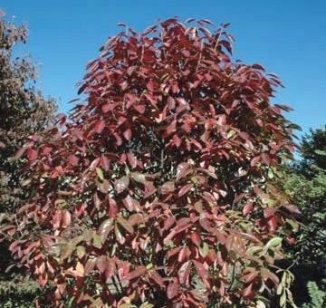 Possumhaw Viburnum's brownish leaves.