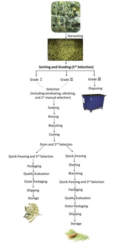 A flowchart begins with harvesting all grades of edamame pods and then sorting them into grades I, II, and III. Grade III is disposed of. The first two grades are processed together during the first manual selection before they are divided into grades I and II for the second and third selections.