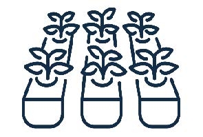 Drawing of crops planted in rows.