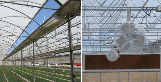Figure 2. Greenhouse with vents in top of structure well above plants (left image); Fan hanging from greenhouse ceiling above plants with cellulose water walls in distance (right image).
