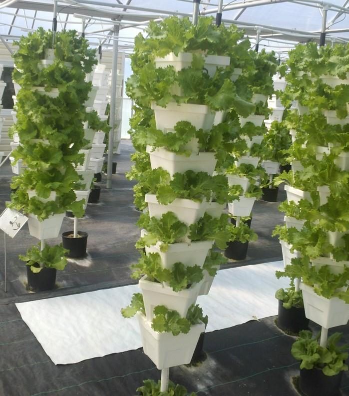 Figure 13. Vertical stack towers holding lettuce plants in which a light effect is evident from the top (larger sized plants) to the bottom (smaller sized plants).
