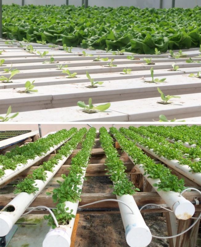 Figure 11. Prefabricated NFT channels holding lettuce plants (top image); and a simple NFT system made from PVC pipes holding watercress plants (bottom).