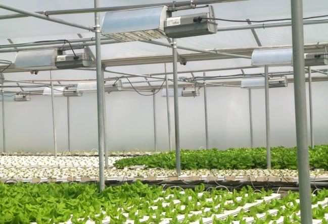 Figure 8. Large light fixtures placed high above NFT channels growing lettuce.