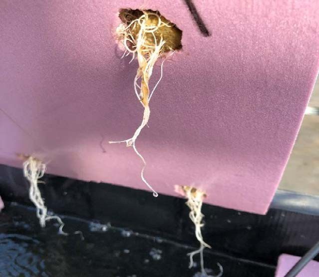 Figure 11. A foam raft lifted above the water nutrient supply with roots growing through cut holes in the foam.