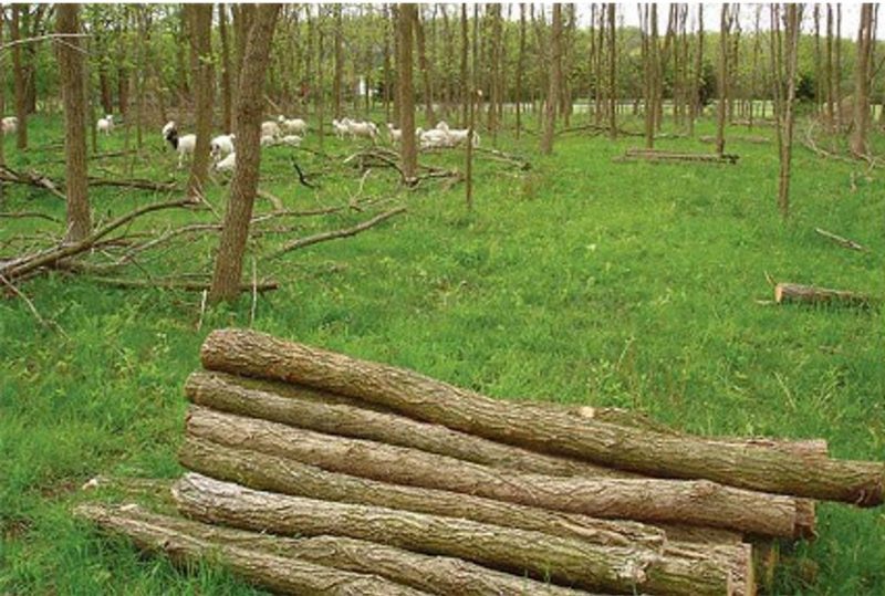 Cut lumber stacked and laying on the ground in a forest.