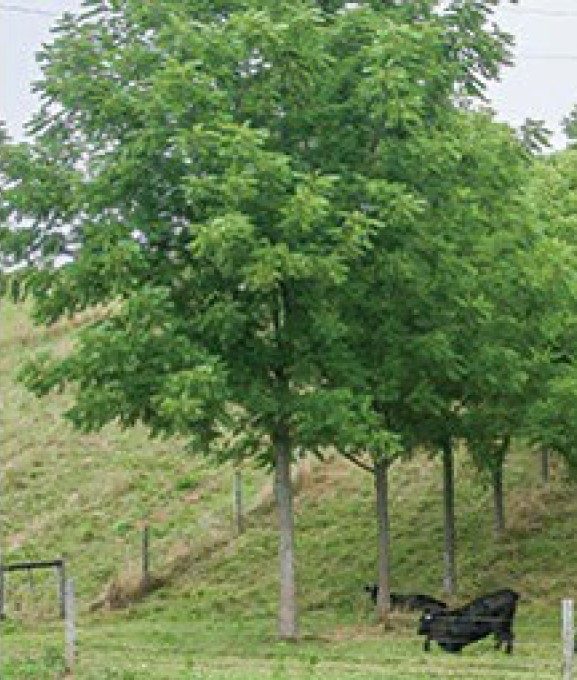 A black cow at the bottom of a hill and under some green trees.