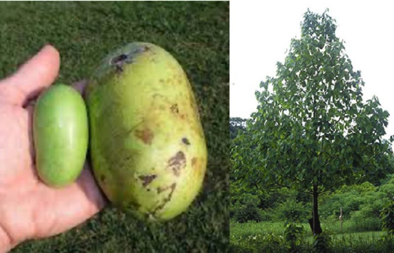 Two photos, the first of a hand holding fruit and a photo of a large green tree.