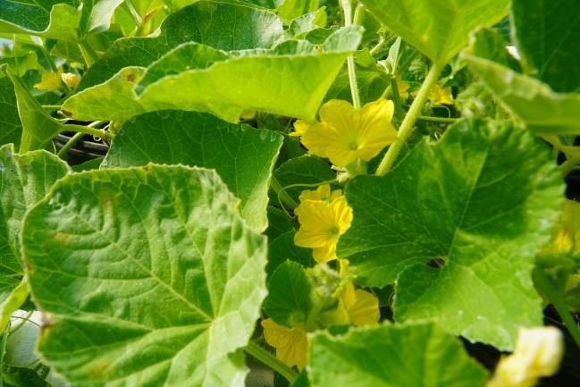 Green leaves and yellow flowers seen 40 days after planting a melon plant.