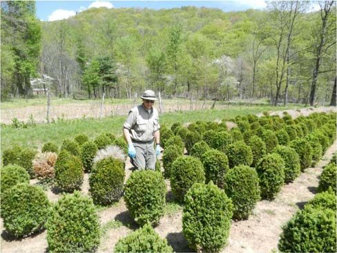 Figure 6, A person walking through a field of small ornamental shrubs.