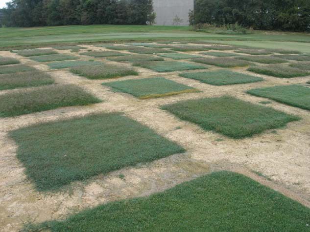 A trial with several square plots of turf.
