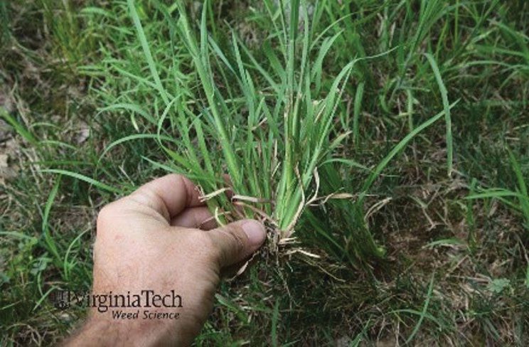Figure 5. Actively growing broomsedge.