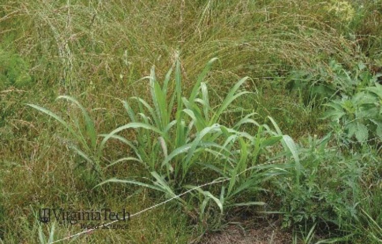Figure 2. Johnsongrass.