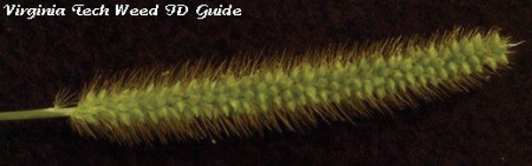Figure 6. Yellow foxtail.