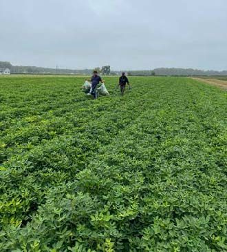  Two people walking through peanut field.