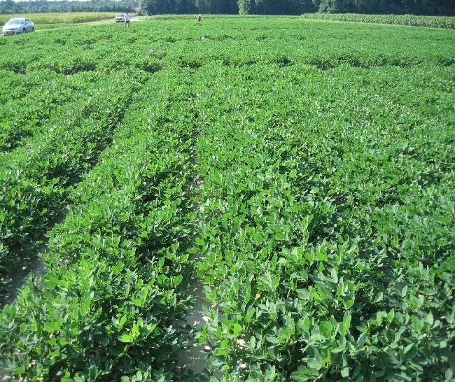 A peanut field.