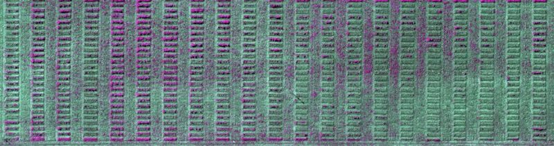 Figure 4. False color band composite of faba bean research trial derived from the images collected by the drone on February 29, 2024, at Tidewater Agricultural Research and Extension Center in Suffolk, Virginia.