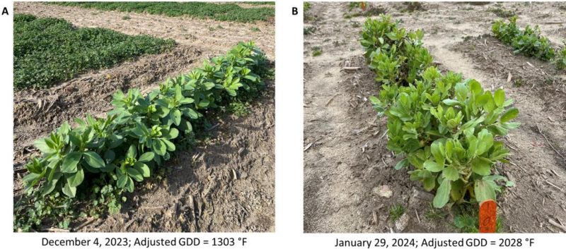 Figure 3. Faba bean research plots at the Tidewater Agricultural Research and Extension Center, Suffolk, Virginia, on December 4, 2023, and January 29, 2024, at growth degree days (GDD) of 1303 and 2028 degree Farenheit.