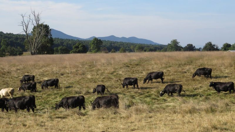 Cows (13 black and one white) graze with a temporary fence line visible behind them and a tree line and mountains in the rear of the photo.