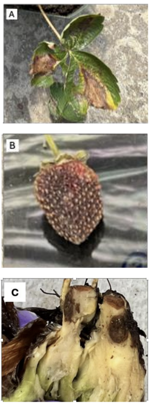 Post-inoculation symptoms on leaves (A), fruit (B), and crown (C) of ‘Sweet Charlie’.