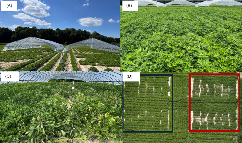 Figure 1. Trial setup consisting of heat and drought-stressed (HS+DS) plots under rainout shelters (A), and open- air rainfed plots (B). A detailed picture of HS+DS plots (C). An aerial image of plots 70 days after stress treatment taken on September 9th, 2024 (D). The black border block refers to rainfed plots and the red border block refers to HS+DS plots.‌