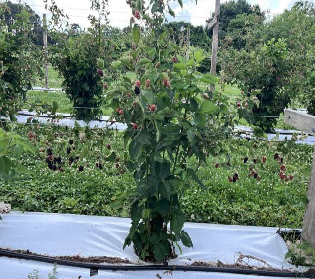   Photograph of fruiting cordon pruned floricanes and new primocane growth