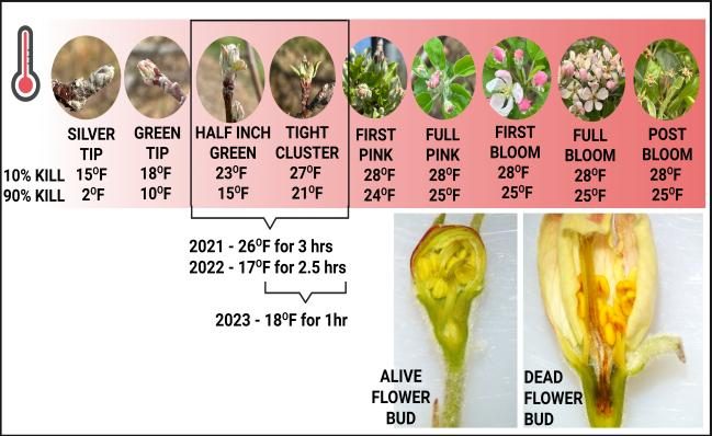 Series of photos shows apple‑bud stages from silver tip (15 °F 10 % kill; 2 °F 90 % kill) to post bloom (28 °F 10 % kill; 25 °F 90 % kill), temperatures lethal if held ≥ 30 minutes. A call‑out lists three natural frost events—26 °F for 3 h (2021, half‑inch green), 17 °F for 2.5 h (2022, tight cluster), 18 °F for 1 h (2023, half‑inch green)—used for bud‑mortality sampling. Cross‑sections show a live flower bud with green pistil versus a frost‑killed bud with brown tissue, explaining how mortality was scored.