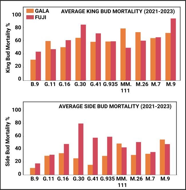 Two stacked bar charts compare frost‑induced flower‑bud mortality of ‘Gala’ (orange bars) and ‘Fuji’ (red bars) averaged over three seasons (2021‑2023). The upper panel shows king‑flower mortality; the lower panel shows side‑flower mortality. Along the x‑axis are the ten rootstocks evaluated—B.9, G.11, G.16, G.30, G.41, G.935, MM.111, M.26, M.7, and M.9. The y‑axis gives percentage mortality (0–100 %). Overall, B.9 has the lowest losses for both scions, while G.30 and M.9 show the highest; king flowers are generally more susceptible than side flowers.