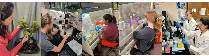 2025 Clinic Team 2025 PD Clinic team performing laboratory tests