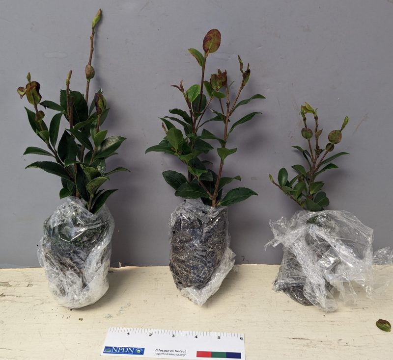 Example of proper seedling sample, 3 small plants with root wrapped in plastic wrap