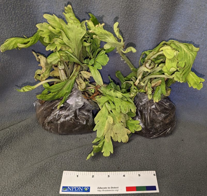 Example of proper small plant sample.