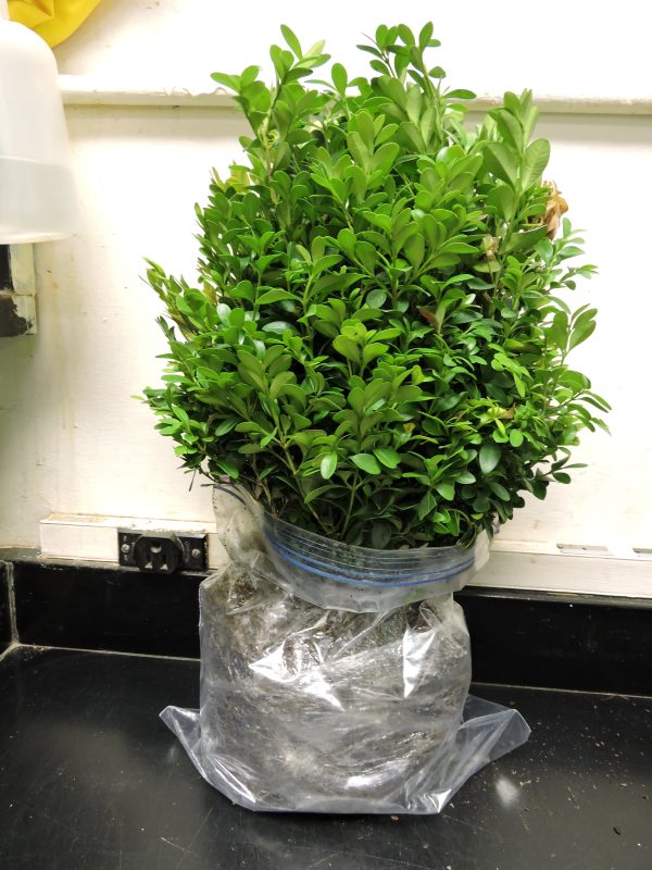 We welcome whole plants in containers. If mailing put a bag around the pot and secure them with an ok rubber band or twisty tie to keep the soil from dislodging in transit. Alternatively, pull the plant from the container, shake some to most of the soil, and bag the root ball, do not separate the root ball from the plant.